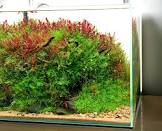 aquascaping tips