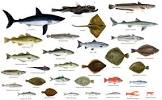 Ontdek de Diversiteit van Betoverende Zeevissoorten