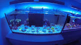 Haal de onderwaterwereld in huis: Een zoutwater aquarium kopen voor eindeloos genieten