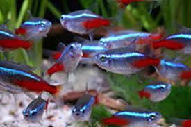 Betoverende Schoonheid: Ontdek de Pracht van Neonvissen in je Aquarium!