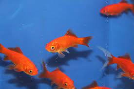 Gemakkelijk en Betrouwbaar: Online Vissen Kopen voor Aquariumliefhebbers