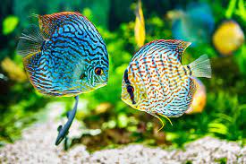 Gemakkelijk en betrouwbaar: Tropische vissen online kopen voor je aquarium