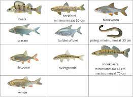 vissen soorten