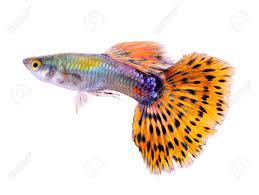 Prachtige Kleurenpracht: Ontdek de Betoverende Wereld van Warmwater Vissen!