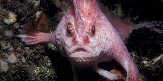 De Betovering van de Roze Vis: Schoonheid in het Aquarium
