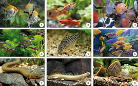 Ontdek de Diversiteit: Populaire Soorten Aquariumvissen voor Jouw Onderwaterwereld