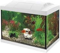 20 liter aquarium