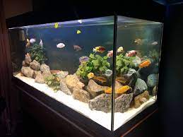 cichlide aquarium