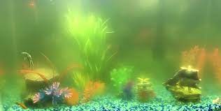 aquarium troebel