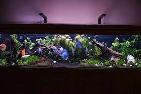Creëer een Prachtige Onderwaterwereld met Discus Aquarium Planten