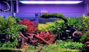 Creëer een Betoverende Onderwaterwereld met Prachtige Rode Aquariumplanten