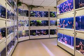 Prachtige Aquariumvissen te Ontdekken in Onze Aquariumvissenwinkel