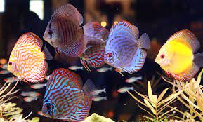 Tips voor het kopen van Discus Vissen: Een Gids voor Aquariumliefhebbers