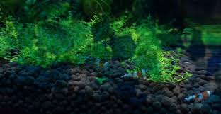 Alles over de essentiële rol van de aquarium bodem in je onderwaterwereld