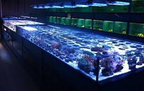 Ontdek de Pracht van Zoutwater Aquarium Vissen: Een Exotische Onderwaterwereld