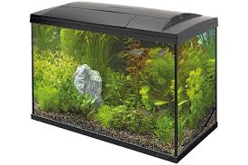 Betaalbaar Aquarium: Tips voor een Goedkoop Maar Prachtig Onderwaterparadijs