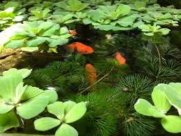 Drijfplanten voor je Aquarium Kopen: Een Natuurlijke Toevoeging!