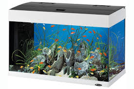 Het Perfecte Formaat: Een Aquarium van 80 cm