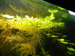 Drijfplanten: De Perfecte Toevoeging aan Jouw Aquarium