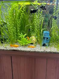 aquarium vissen te koop