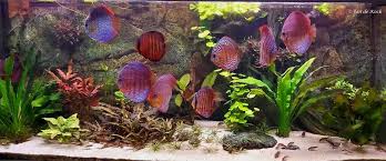 Creëer een Betoverend Discus Aquarium voor Thuis