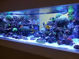 aquarium winkel online