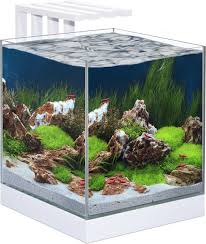 vierkant aquarium