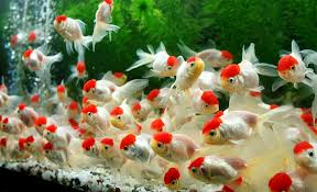 aquarium shop online