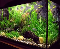 aquariums te koop