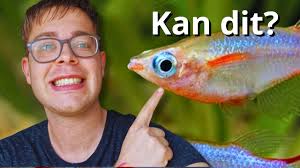 Guppies in Koud Water: Een Verfrissende Optie voor Je Aquarium!