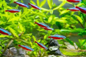 school vissen aquarium