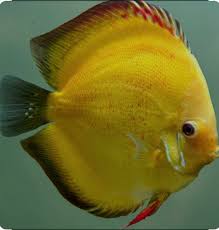 discus aquarium te koop