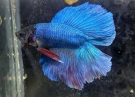 Prachtige Vissen Kopen: Een Gids voor Aquariumliefhebbers in België