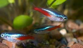 neon tetra koud water