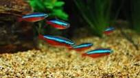 Tips voor het kopen van vissen voor je aquarium: een essentiële gids