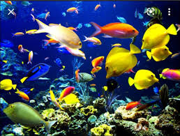 vissen voor aquarium kopen