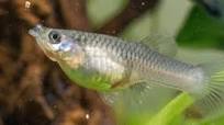 visvoer tropische vissen